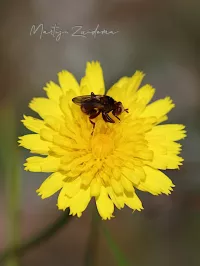 Roestbruine kromlijf [Sicus ferrugineus]